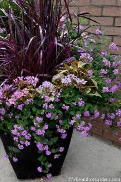 Trailing Lavender Lantana - 1 Gallon Pot -Garden Outdoor Plant Store Lantana Trailing Lavender 16