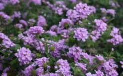 Trailing Lavender Lantana - 1 Gallon Pot -Garden Outdoor Plant Store Lantana Trailing Lavender 2