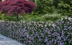 Trailing Lavender Lantana - 1 Gallon Pot -Garden Outdoor Plant Store Lantana Trailing Lavender 22