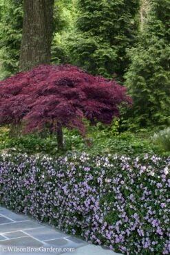 Trailing Lavender Lantana - 1 Gallon Pot -Garden Outdoor Plant Store Lantana Trailing Lavender 23