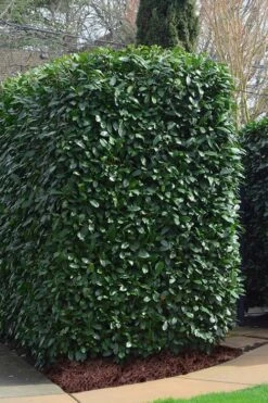 Schip Laurel (Prunus Laurocersasus 'Schipkaensis') - 6 Pack Of 1 Gallon Pots 11 Schip Laurel (Prunus Laurocersasus 'Schipkaensis') - 6 Pack Of 1 Gallon Pots -Garden Outdoor Plant Store Laurel Schip 2