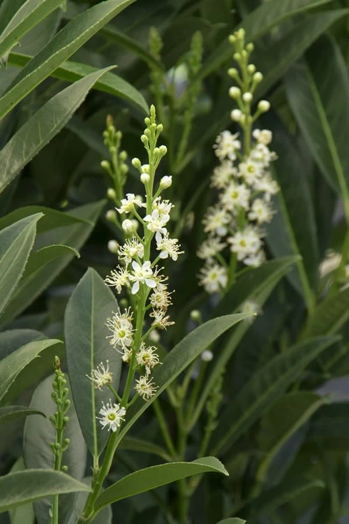 Schip Laurel (Prunus Laurocersasus 'Schipkaensis') - 6 Pack Of 1 Gallon Pots 8 Schip Laurel (Prunus Laurocersasus 'Schipkaensis') - 6 Pack Of 1 Gallon Pots - Image 6