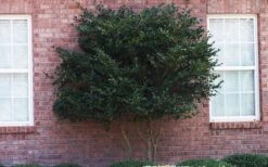 Wavy Leaf Ligustrum Recurvifolium - 1 Gallon Pot 19 Wavy Leaf Ligustrum Recurvifolium - 1 Gallon Pot -Garden Outdoor Plant Store Ligustrum Recurvifolia Curly Leaf Tree Form