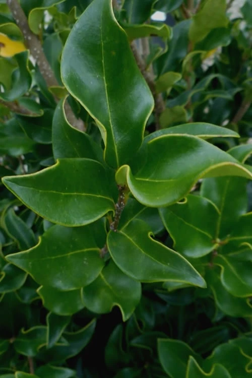 Wavy Leaf Ligustrum Recurvifolium - 1 Gallon Pot 9 Wavy Leaf Ligustrum Recurvifolium - 1 Gallon Pot - Image 7