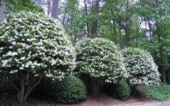 Wavy Leaf Ligustrum Recurvifolium - 1 Gallon Pot 14 Wavy Leaf Ligustrum Recurvifolium - 1 Gallon Pot -Garden Outdoor Plant Store Ligustrum Recurvifolium 5