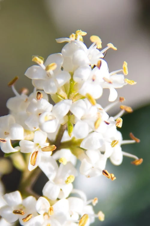 Wavy Leaf Ligustrum Recurvifolium - 1 Gallon Pot 8 Wavy Leaf Ligustrum Recurvifolium - 1 Gallon Pot - Image 6