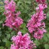 Bloomerang Dwarf Pink Lilac - 5 Pack Of Quart Pots 2 Bloomerang Dwarf Pink Lilac - 5 Pack Of Quart Pots -Garden Outdoor Plant Store Lilac Bloomerang Dwarf Pink 1