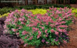 Bloomerang Dwarf Pink Lilac - 5 Pack Of Quart Pots 9 Bloomerang Dwarf Pink Lilac - 5 Pack Of Quart Pots -Garden Outdoor Plant Store Lilac Bloomerang Dwarf Pink 2