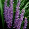 Royal Purple Liriope (Lilyturf) - 6 Pack Of 1 Gallon Pots -Garden Outdoor Plant Store Liriope Royal Purple 17 1