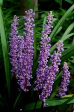 Royal Purple Liriope - Lilyturf - 10 Pack Of Pint Pots