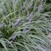 Silvery Sunproof Variegated Liriope - Lilyturf - 18 Count Flat Of Pint Pots -Garden Outdoor Plant Store Liriope Silvery Sunproof 13