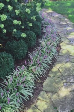 Silvery Sunproof Variegated Liriope - Lilyturf - 6 Pack Of 1 Gallon Pots -Garden Outdoor Plant Store Liriope Silvery Sunproof 15 1