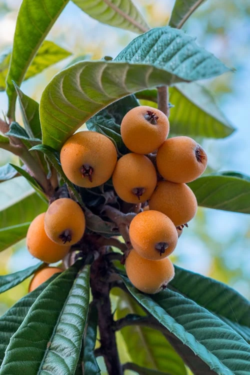 Loquat Tree - Eriobotrya Japonica - 5 Gallon Pot 3 Loquat Tree - Eriobotrya Japonica - 5 Gallon Pot