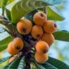 Loquat Tree - Eriobotrya Japonica - 3 Gallon Pot -Garden Outdoor Plant Store Loquat 10