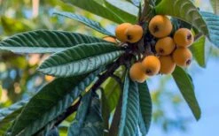 Loquat Tree - Eriobotrya Japonica - 5 Gallon Pot 12 Loquat Tree - Eriobotrya Japonica - 5 Gallon Pot -Garden Outdoor Plant Store Loquat 12 1