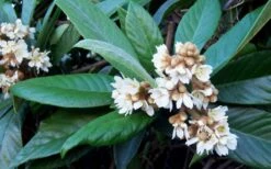 Loquat Tree - Eriobotrya Japonica - 5 Gallon Pot 13 Loquat Tree - Eriobotrya Japonica - 5 Gallon Pot -Garden Outdoor Plant Store Loquat Tree Flowers 1