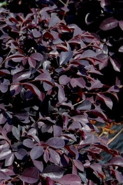 Carolina Midnight Loropetalum - 3 Gallon Pot -Garden Outdoor Plant Store Loropetalum Carolina Midnight 10