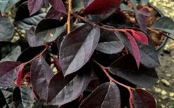Carolina Midnight Loropetalum - 3 Gallon Pot -Garden Outdoor Plant Store Loropetalum Carolina Midnight Leaves
