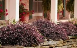 Purple Pixie Loropetalum - 1 Gallon Pot -Garden Outdoor Plant Store Loropetalum Purple Pixie 102