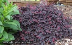 Purple Pixie Loropetalum - 1 Gallon Pot -Garden Outdoor Plant Store Loropetalum Purple Pixie 12