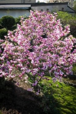 Betty Magnolia Tulip Tree - 1 Gallon Pot -Garden Outdoor Plant Store Magnolia Betty 7