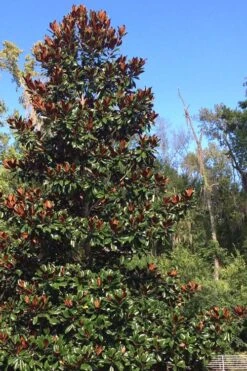 Brackens Brown Beauty Magnolia - 7 Gallon Pot (4-5') 12 Brackens Brown Beauty Magnolia - 7 Gallon Pot (4-5') -Garden Outdoor Plant Store Magnolia Bracken Brown Beauty 500x750 6
