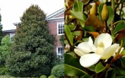 Brackens Brown Beauty Magnolia - 5 Gallon Pot 13 Brackens Brown Beauty Magnolia - 5 Gallon Pot -Garden Outdoor Plant Store Magnolia Brackens Brown Beauty 1 3