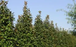 Brackens Brown Beauty Magnolia - 3 Gallon Pot -Garden Outdoor Plant Store Magnolia Brackens Brown Beauty 6 1