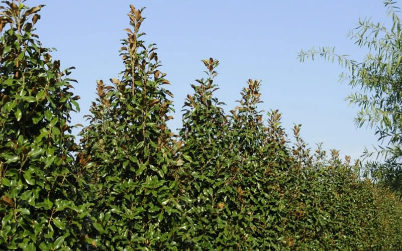 Brackens Brown Beauty Magnolia - 1 Gallon Pot 9 Brackens Brown Beauty Magnolia - 1 Gallon Pot - Image 7