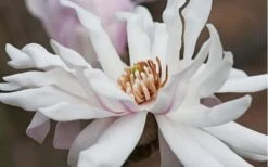 Centennial Star Magnolia - 1 Gallon Pot 14 Centennial Star Magnolia - 1 Gallon Pot -Garden Outdoor Plant Store Magnolia Centennial 10 1