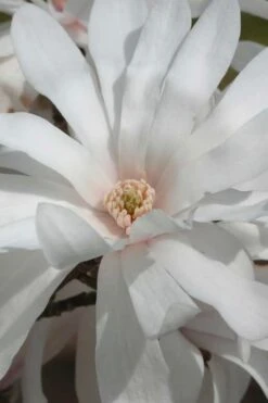 Centennial Star Magnolia - 1 Gallon Pot 15 Centennial Star Magnolia - 1 Gallon Pot -Garden Outdoor Plant Store Magnolia Centennial 11 1