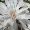 Centennial Star Magnolia - 1 Gallon Pot -Garden Outdoor Plant Store Magnolia Centennial 12 1