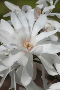 Centennial Star Magnolia - 1 Gallon Pot