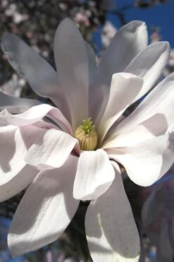 Centennial Star Magnolia - 3 Gallon Pot -Garden Outdoor Plant Store Magnolia Centennial 13