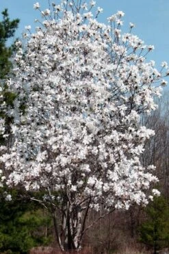 Centennial Star Magnolia - 1 Gallon Pot 12 Centennial Star Magnolia - 1 Gallon Pot -Garden Outdoor Plant Store Magnolia Centennial 19 1