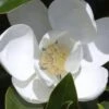 Claudia Wannamaker Southern Magnolia - 3 Gallon Pot -Garden Outdoor Plant Store Magnolia Claudia Wannamaker 1 2