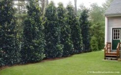 Claudia Wannamaker Southern Magnolia - 7 Gallon Pot (5-6') -Garden Outdoor Plant Store Magnolia Claudia Wannamaker 2