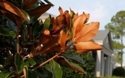 Claudia Wannamaker Southern Magnolia - 7 Gallon Pot (5-6') -Garden Outdoor Plant Store Magnolia Claudia Wannamaker 3