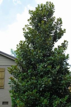 Claudia Wannamaker Southern Magnolia - 5 Gallon Pot -Garden Outdoor Plant Store Magnolia Claudia Wannamaker 4 3