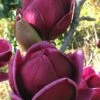 Genie Magnolia Tulip Tree - 5 Gallon Pot 1 Genie Magnolia Tulip Tree - 5 Gallon Pot -Garden Outdoor Plant Store Magnolia Genie 1