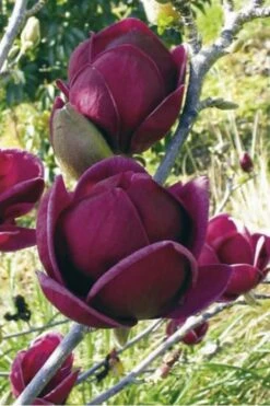 Genie Magnolia Tulip Tree - 5 Gallon Pot -Garden Outdoor Plant Store Magnolia Genie 10