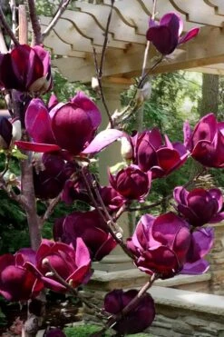 Genie Magnolia Tulip Tree - 5 Gallon Pot -Garden Outdoor Plant Store Magnolia Genie 4