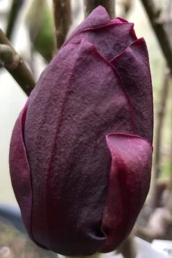 Genie Magnolia Tulip Tree - 5 Gallon Pot -Garden Outdoor Plant Store Magnolia Genie 8