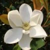 Kay Parris Southern Magnolia - 3 Gallon Pot -Garden Outdoor Plant Store Magnolia Kay Parris 1