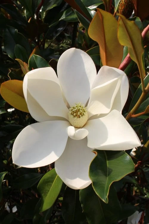 Kay Parris Southern Magnolia - 3 Gallon Pot 3 Kay Parris Southern Magnolia - 3 Gallon Pot