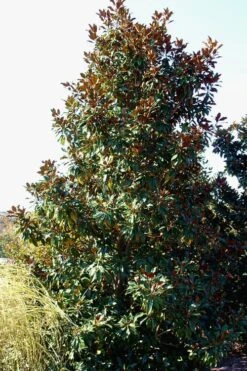 Kay Parris Southern Magnolia - 7 Gallon Pot (5-6') -Garden Outdoor Plant Store Magnolia Kay Parris 2 1