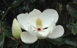 Kay Parris Southern Magnolia - 7 Gallon Pot (5-6') -Garden Outdoor Plant Store Magnolia Little Gem Bloom 2 1