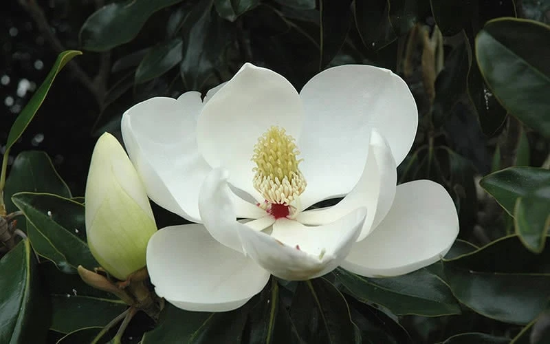 Greenback Southern Magnolia - 3 Gallon Pot 8 Greenback Southern Magnolia - 3 Gallon Pot - Image 6