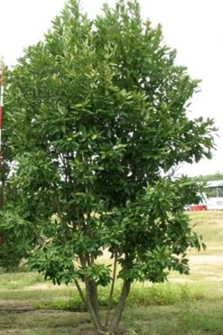 Moonglow Sweetbay Magnolia Tree (Magnolia Virginiana 'Jim Wilson') - 3 Gallon Pot 12 Moonglow Sweetbay Magnolia Tree (Magnolia Virginiana 'Jim Wilson') - 3 Gallon Pot -Garden Outdoor Plant Store Magnolia Moonglow Sweetbay 6