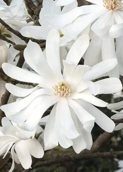 Royal Star Magnolia - 3 Gallon Pot -Garden Outdoor Plant Store Magnolia Royal Star 10 2
